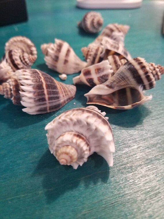 Florida Crowned King Conch Shells Melongena Corona FL Crown Conch  Melongenidae Arts Crafts DIY Projects Supplies Decorating Seashell - Etsy  Sweden