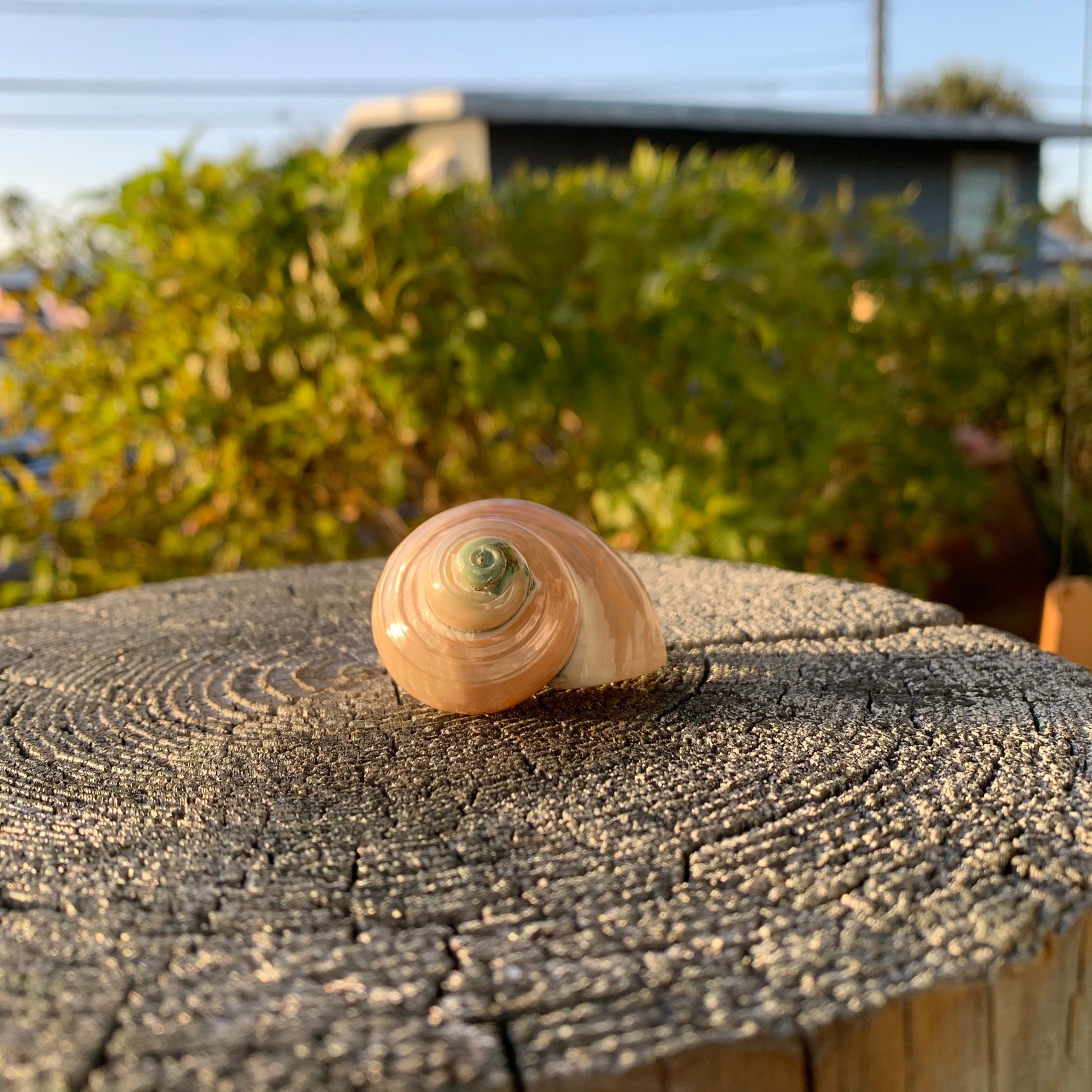 Pearl Jade Turbo Snails White Iridescent Shells Coastal Decor Etsy