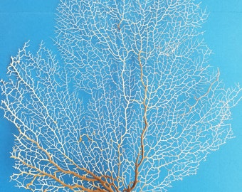 Natural Dried Delicate Sea Fan Coral Tan Fawn Ivory Tone DIY Ocean Shadowbox Frame Project Coastal Home Decor Floral Arrangement Centerpiece