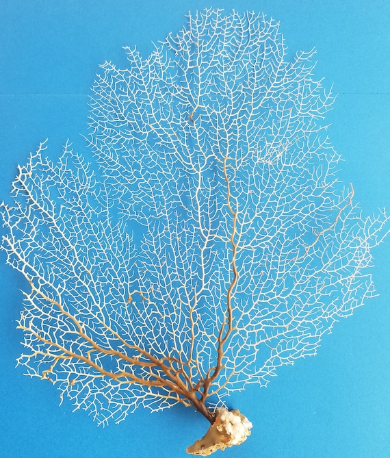 Natural Dried Delicate Sea Fan Coral Tan Fawn Ivory Tone DIY Ocean  Shadowbox Frame Project Coastal Home Decor Floral Arrangement Centerpiece -  Etsy