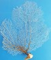 Natural Dried Delicate Sea Fan Coral Tan Fawn Ivory Tone DIY Ocean Shadowbox Frame Project Coastal Home Decor Floral Arrangement Centerpiece