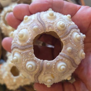 May include: A round, off-white sea urchin test featuring a central circular opening. The surface is textured with raised, nipple-like protrusions and delicate, wavy, light purple radial bands that extend from the center toward the outer edge.