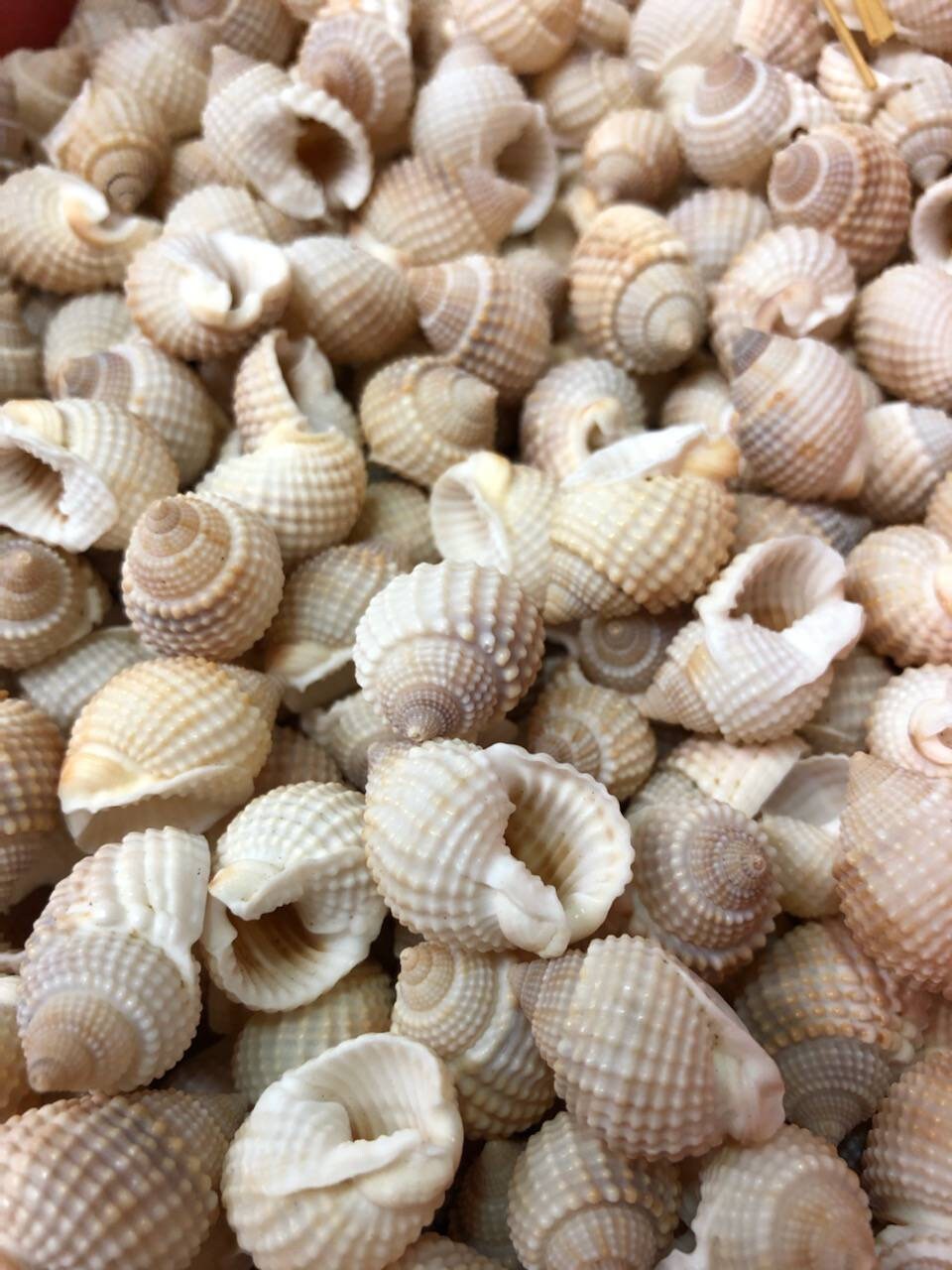 20 Pièces Mini Coquillages Assortiment de Naturel Conque Artisanats Diy Déco 
