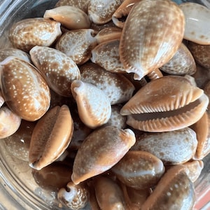 Honey Helvola Cowrie Shells (Naria helvola Cypraea)
