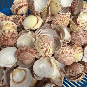 Atlantic Calico Scallop Shells (Argopectin Gibbus)