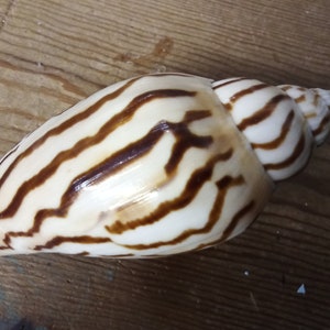 Tiger Volute Shells Harpulina Lapponica Loroisi Mollusk Seashell Inner Interior DIY Display Frames Art Beach Coastal Home Office Decor Ocean image 3