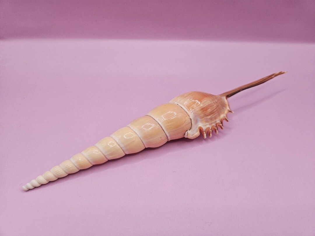 Shinbone Tibia Fusus Shell-9.5" - Etsy