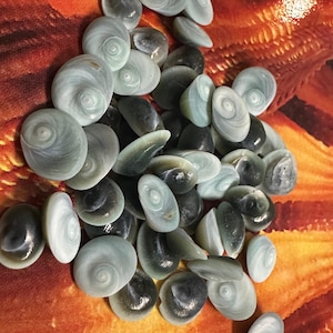 Teeny Tiny Blue Operculum