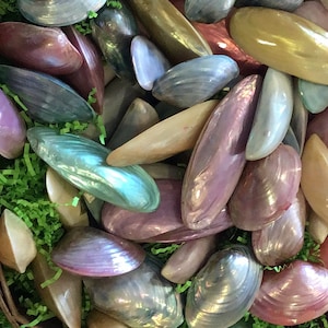 May include: A basket filled with iridescent seashells in various shades of purple, blue, green, and gold. The shells are arranged in a random pattern and are surrounded by green shredded paper.