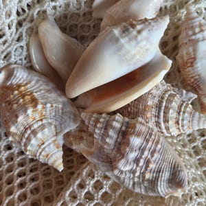 Lobatus raninus Hawk Wing Conch Shell