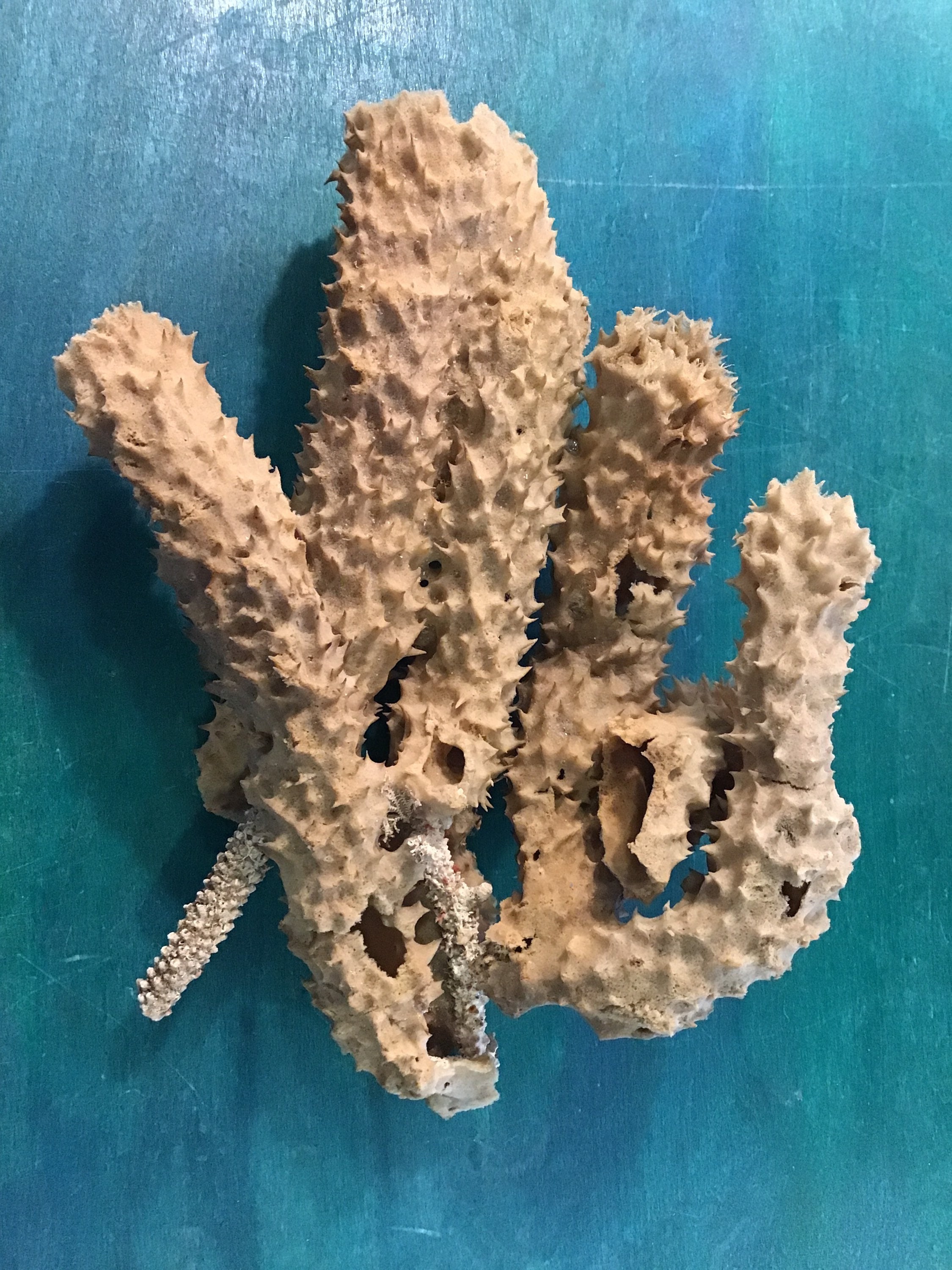 Sea Silk Sponge 1.5in to 2in