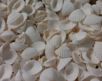 Miniature Small White Ribbed Cockle Shells Tiny Mix Various Clam Seashells Cardium Ark Beach Wedding Centerpiece Supplies Jewelry Creatives