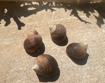 Common Periwinkle Shells with Operculums- Set of 4