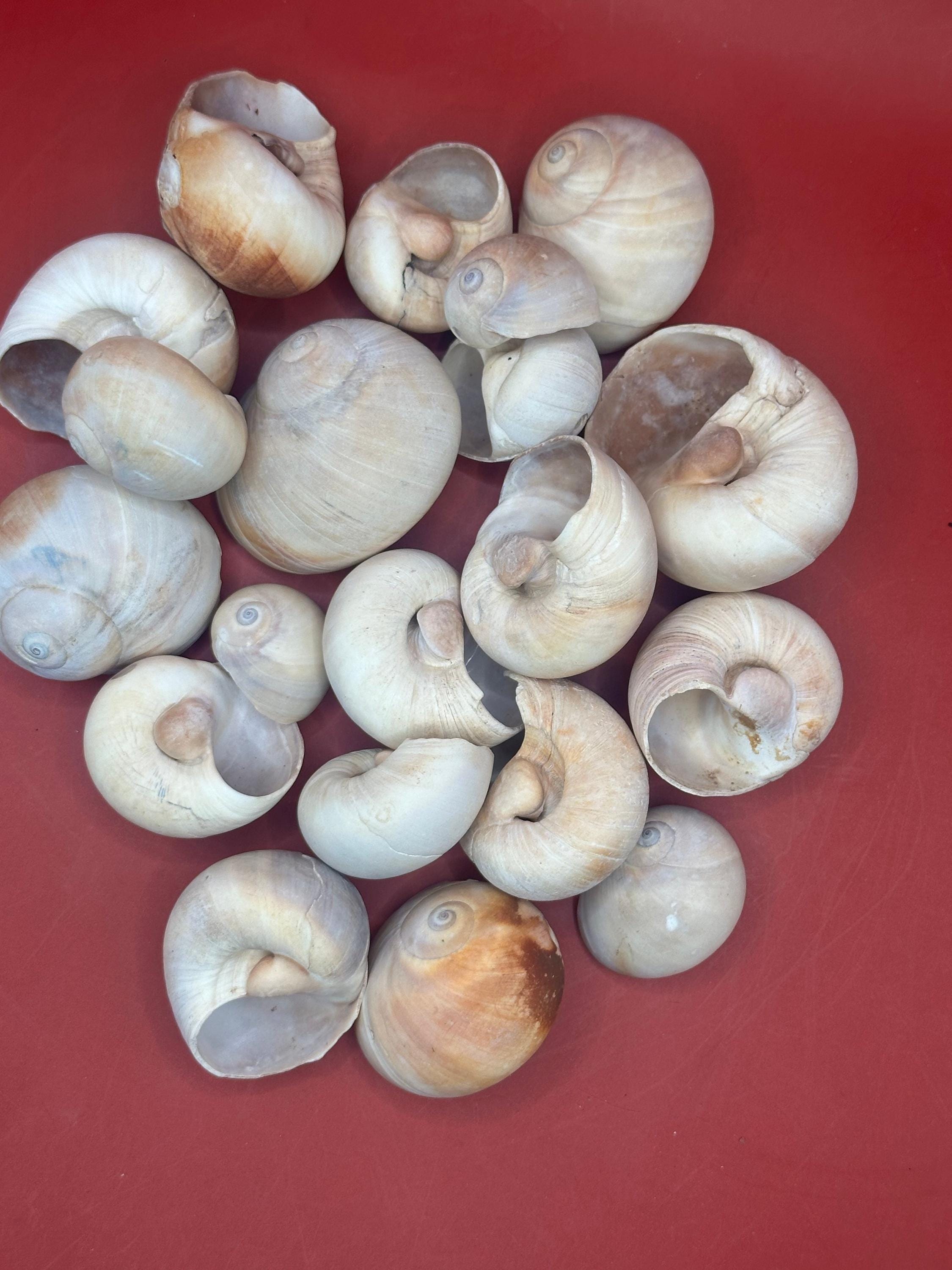 Mooano Shell Beach Collected Whale’s Eye Moon Snail Shells – 1-2