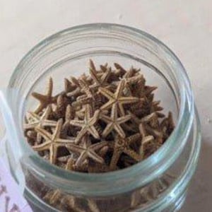Bay Starfish