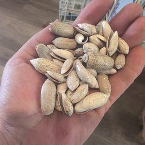 Juvenile Olive Shells