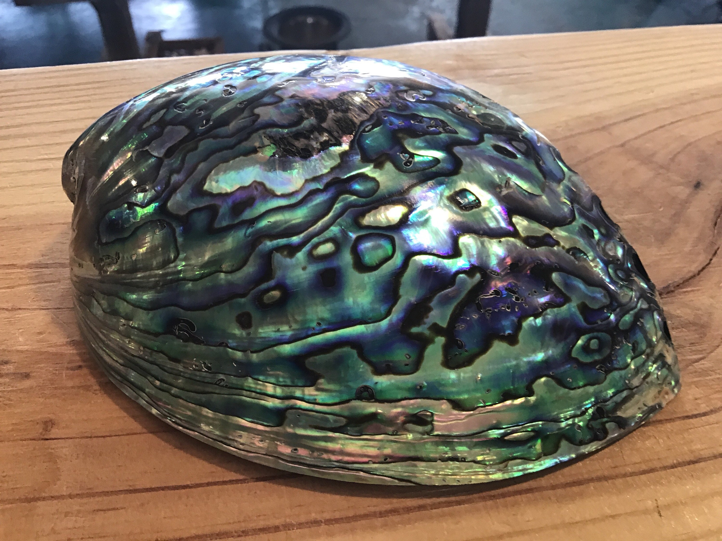 Australian Paua Abalone Shell Highly Polished Iridescent Tones Etsy