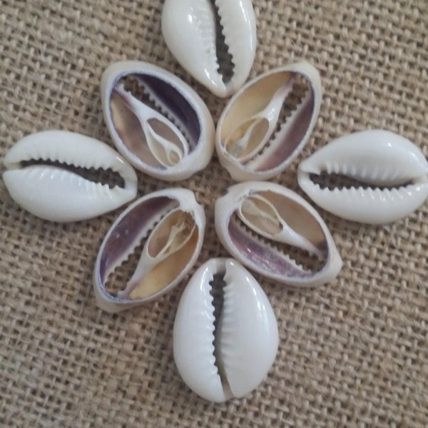 Cut Cowry Shells White Purple Bottom Center Slice Vintage Inspired DIY Sailors Valentines Jewelry Making Arts Crafts Lost Seashell Supplies