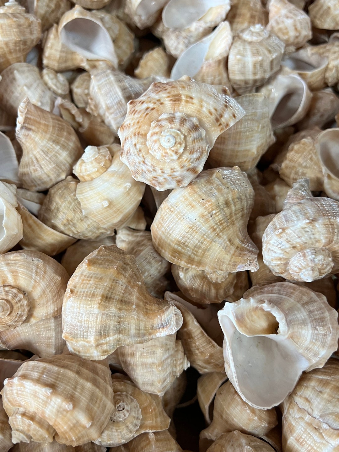 Hermit Crab Shells Medium Small Turbo Seashell Natural Sea Conch - Live  Hermit Crab