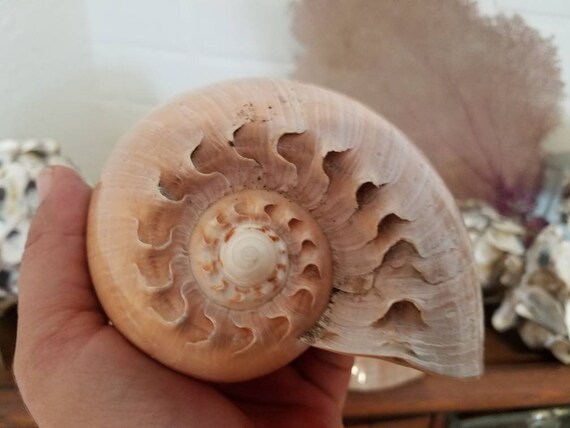 Giant Philippine Crowned Baler Melon Sea Shell Large Seashell Etsy