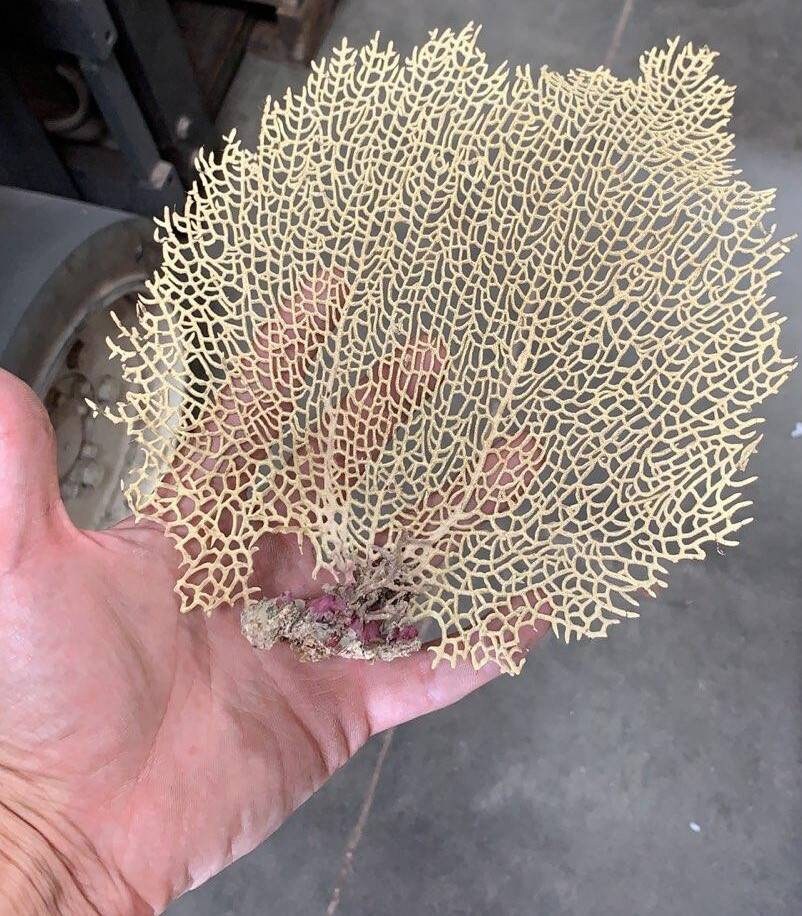 Natural Dried Bahama Sea Fan Coral Coastal Home Decor Floral Etsy