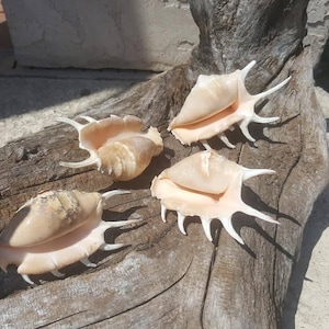 Spider Conch Shell- Lambis Lambis 4-5"+