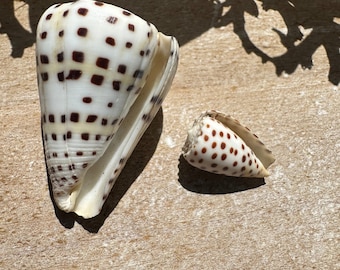 Ivory Cone- Conus Eburneus  Set of 2 with old vintage Documentation Collected in Perhentian Islands Malaysia