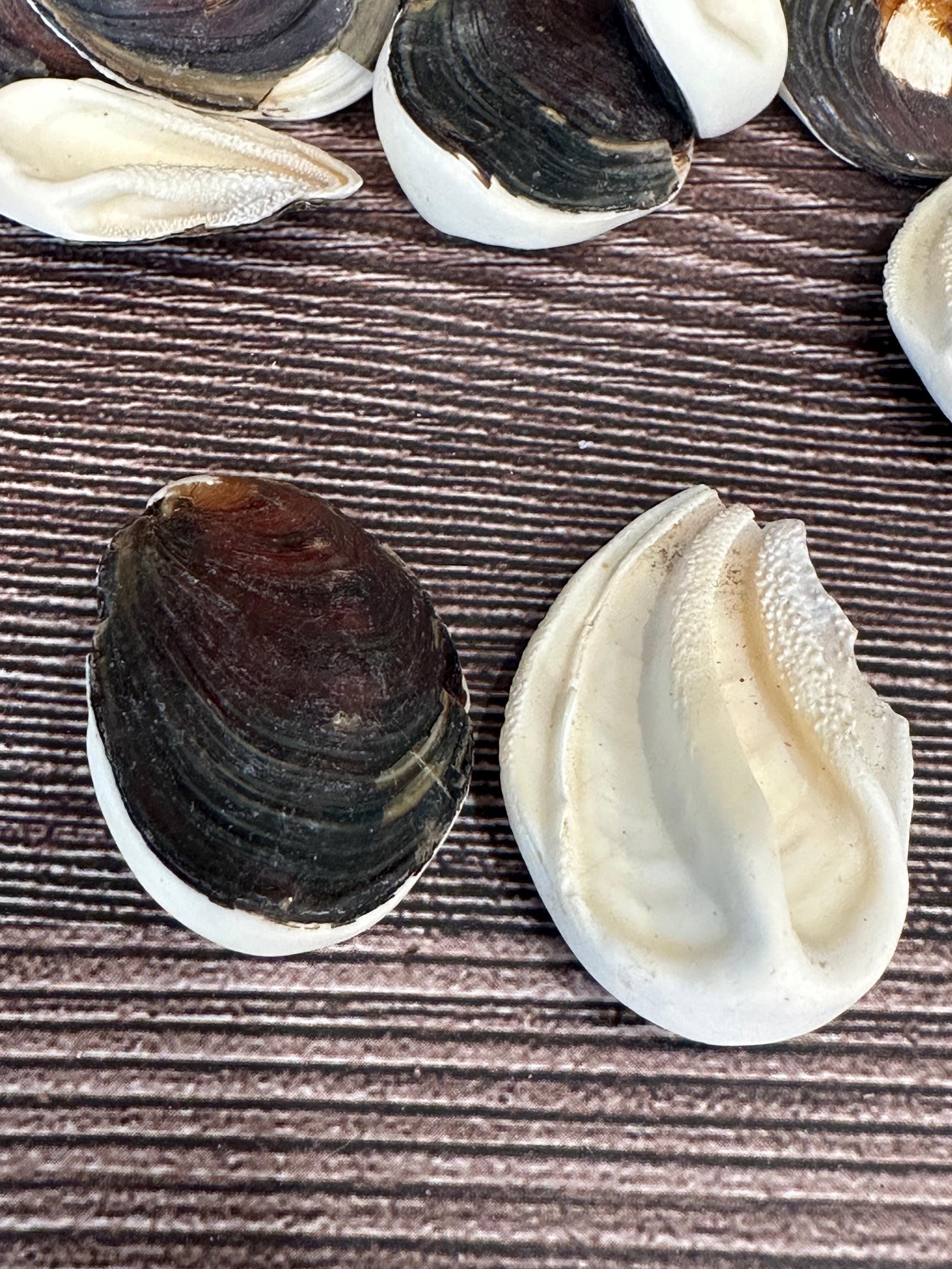 Seashell Operculum - Etsy