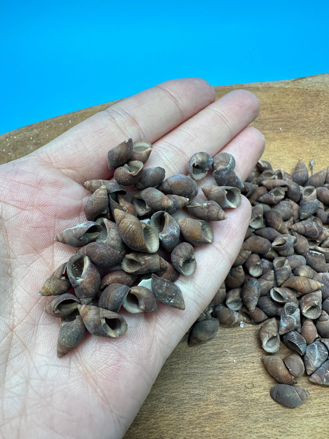 Bulk Small Brown Mud Snail Craft Shells – 1 Oz or 4 Oz DIY - Etsy