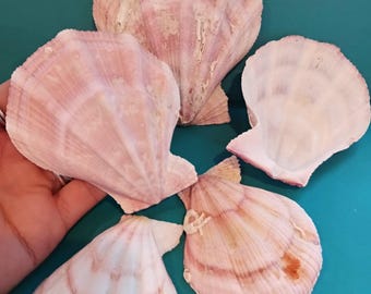 Swiftopecten Swiftii Pectin Scallop Shell