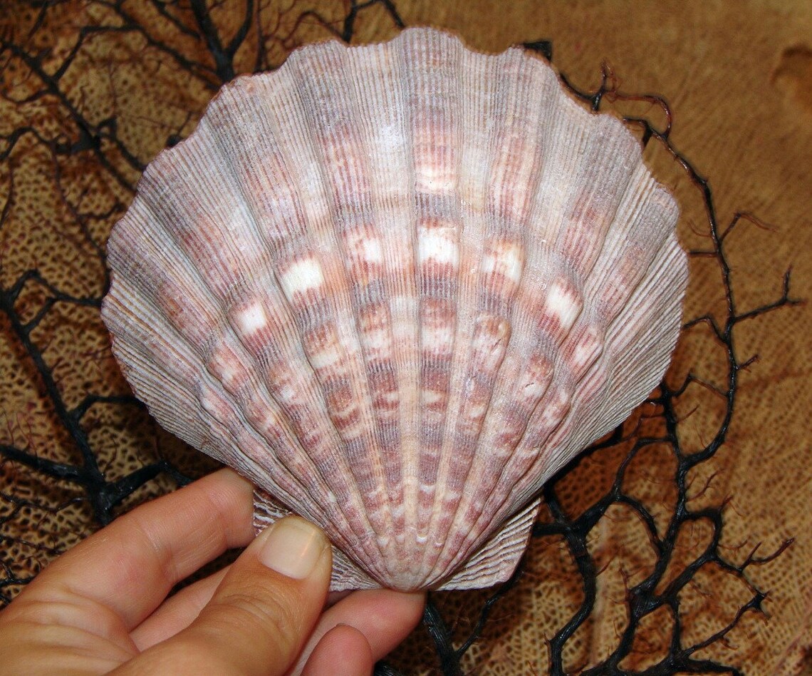Natural Lions Paw Scallop Shell Large Seashells Coastal Home Etsy