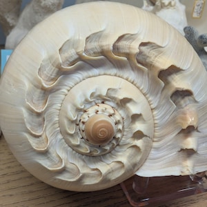 Crowned Baler Melon Shell VOLUTA DIADEMA