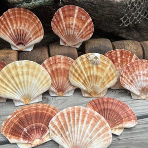 Beautiful Irish Flat Scallop Shells