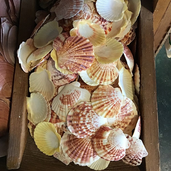 Lentigious pecten scallop shells- coral & yellow colors