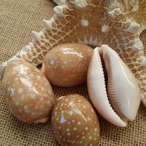 Deer Cowrie Spotted Sea Shell Seashells Supplies DIY Crafting Decorating Jewelry Making Beach Weddings Fillers Mirrors Frames Art Crafts image 3
