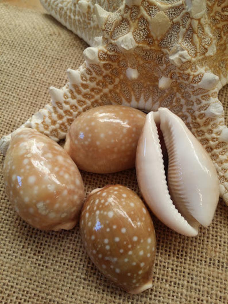 Deer Cowrie Spotted Sea Shell Seashells Supplies DIY Crafting Decorating Jewelry Making Beach Weddings Fillers Mirrors Frames Art Crafts image 3