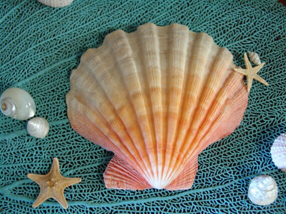 Natural Lions Paw Scallop Shell Large Seashells Coastal Home Etsy
