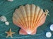 Natural Lions Paw Scallop Shell Large Seashells Coastal Home Decor Candles Soap Dish Mermaid Costume DIY Bra Top Orange Yellow Rust Shells 