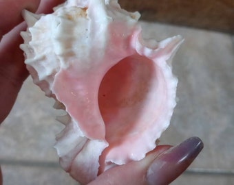 Natural 3-4" Pink Murex Conch Spiky Shell Collection White Rose Blush Display Seashell Coastal Floral Centerpiece Mantle Table Shelf Decor