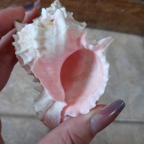 Natural 3-4" Pink Murex Conch Spiky Shell Collection White Rose Blush Display Seashell Coastal Floral Centerpiece Mantle Table Shelf Decor