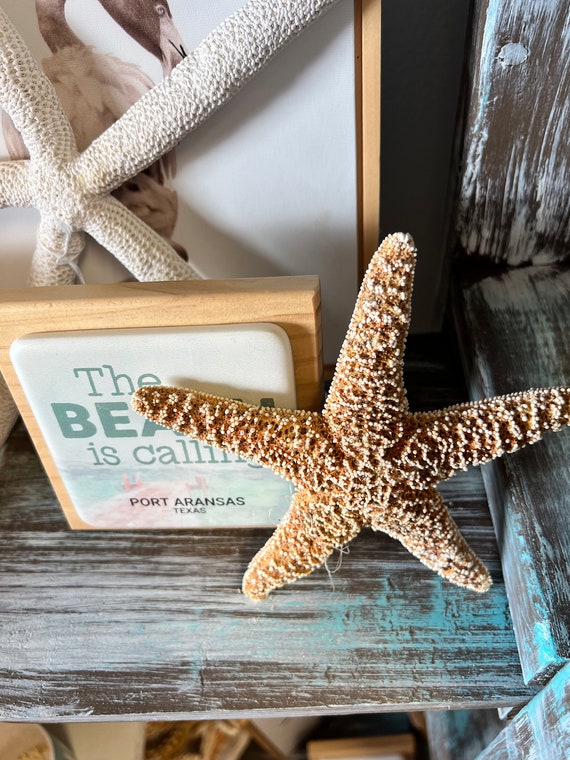 Giant starfish on Texas beach: Woman sees big sea star at Port Aransas