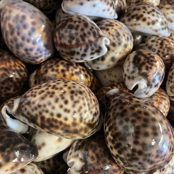 Cypraea Tigris Tiger Cowrie Cowry Sea Shells Large 3"+ size Wholesale Packs Crafts Arts DIY Ocean Coastal Wedding Seashells Chocolate