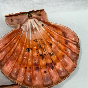 Rust Scallop Shell Natural Lion Paw Scallop PAIR Shell Unique Seashell Coastal Rust Tone ...