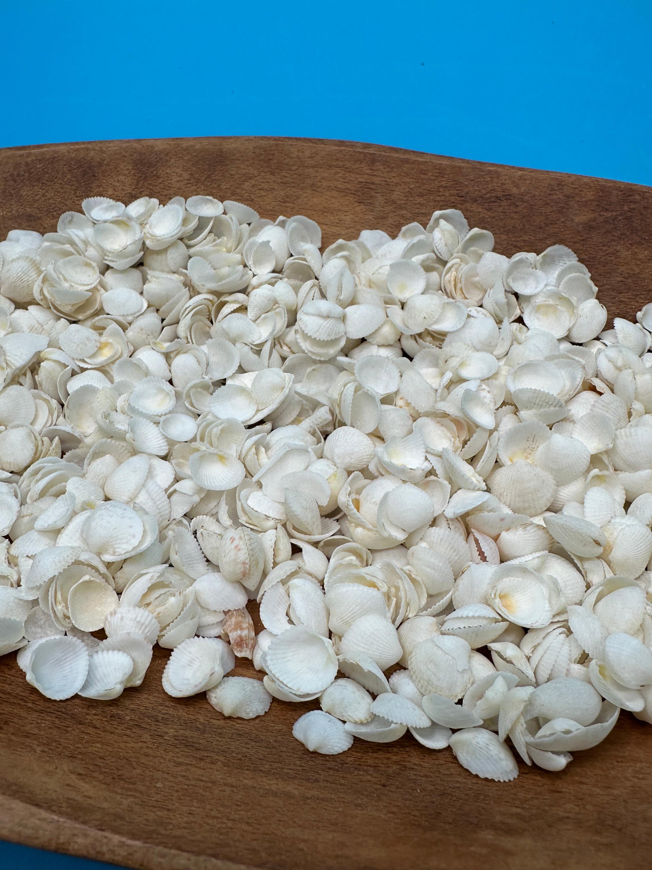 Bulk Small White Cockle Shells – 1 Oz Craft Shells for DIY - Etsy