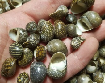 Mixed Nerita Snail Small Shells Seashells Black Brown White ZigZag Striped Spotted Pattern Art Crafts Sailor Valentine Supplies Spiral Top