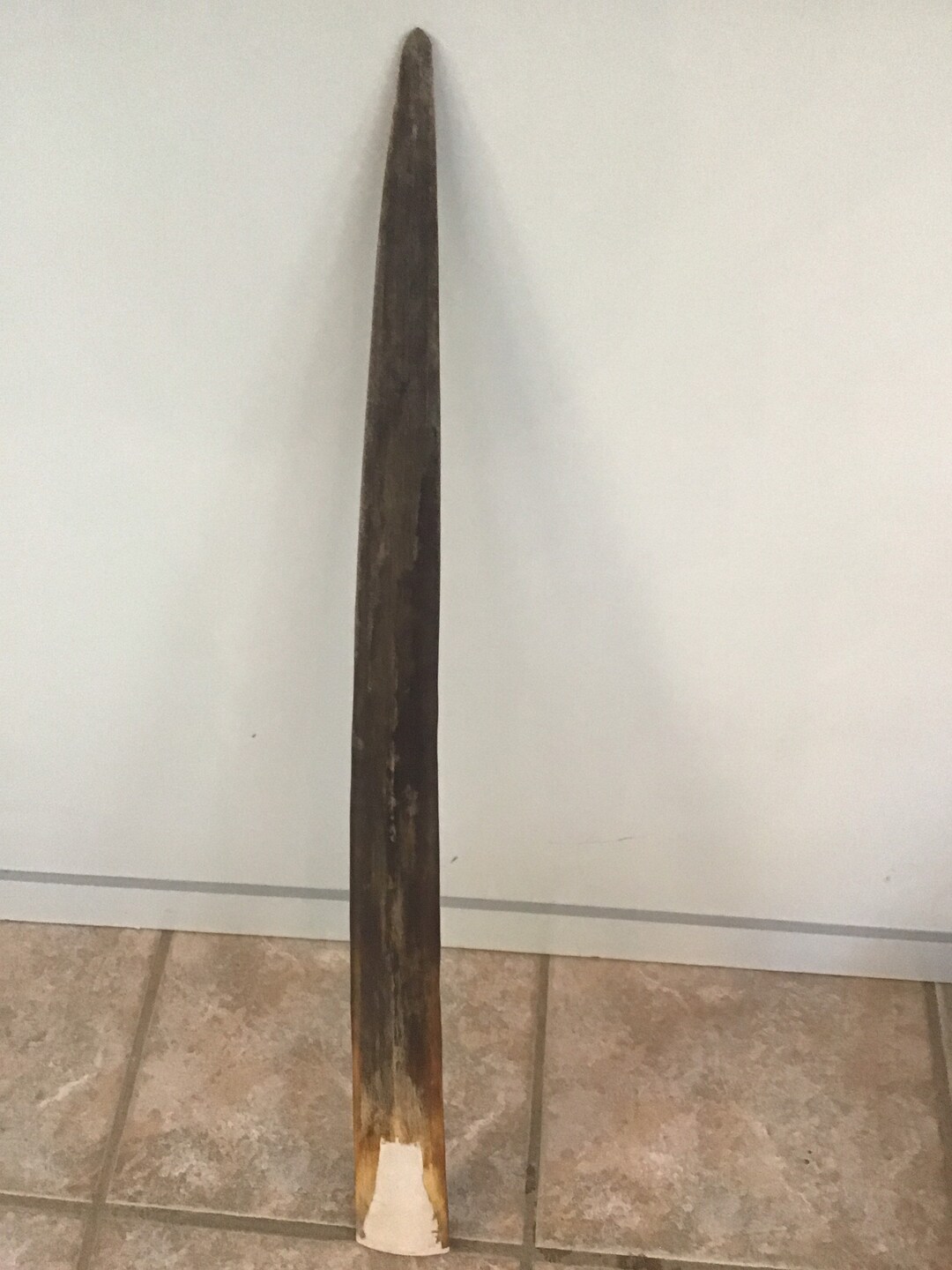 Vintage Swordfish Bill Collectors Unique Pointed Taxidermy Etsy