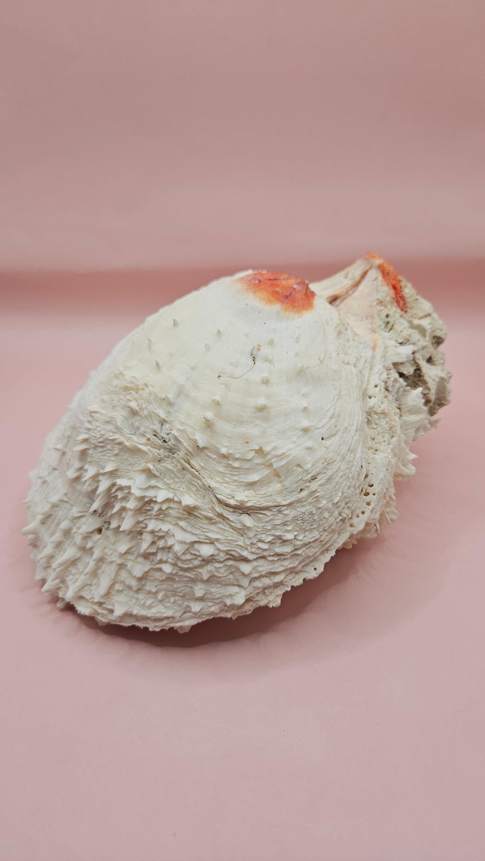Large Spiny Spondylus Shell 8" Coastal Decor Display