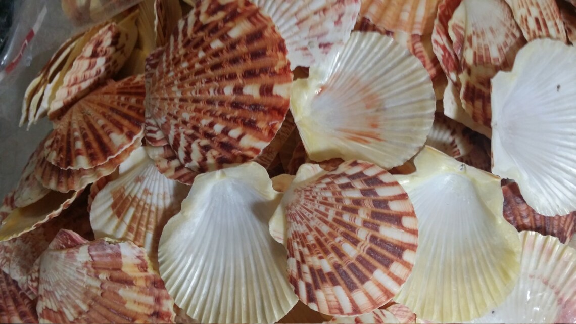 BUNDLE SALE Bulk Lot Pecten Scallop Shells Lentigious Pectin Etsy