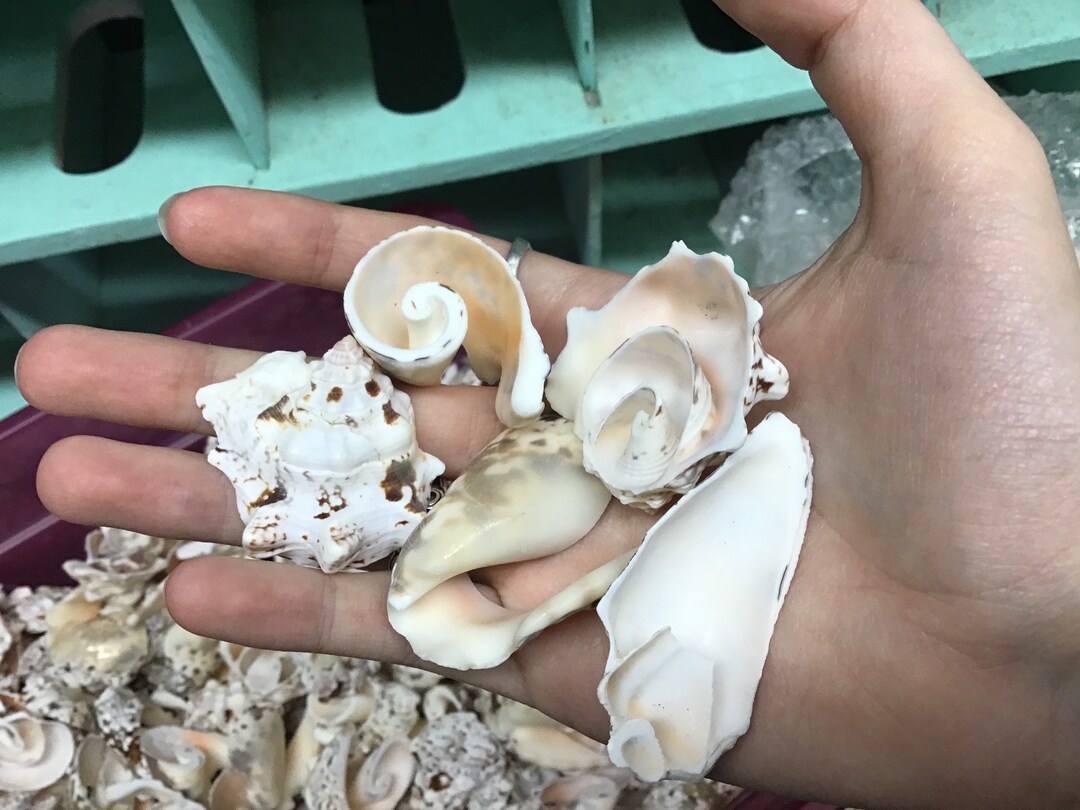 Variety Sliced Silver Lipped Conch Beauty Seashells DIY Jewelry Supply ...