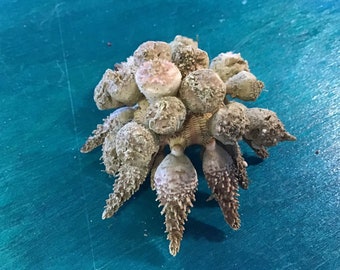 Whole Natural Pine Tree Sea Urchin Pencil Urchins Seashells Oddities Cabinet of Curiosities Collection Spiky Textured Pin Knob Spines Rare